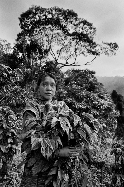Coffee plantation • The Cuchumatanes Range, Guatemala 2006 • Sebastião Salgado